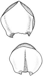 Lembophyllum divulsum. Leaves. Drawn from B.H. Macmillan 94/180, CHR 509251, W. Martin s.n., Feb. 1944, CHR 457948, and B.A. Fineran 1297, CHR 523728.
 Image: R.C. Wagstaff © 2008 British Bryological Society. Reprinted by permission of Informa UK Limited, trading Taylor & Francis Group, https://www.tandfonline.com on behalf of British Bryological Society. Reprinted by permission of Informa UK Limited, trading Taylor & Francis Group, https://www.tandfonline.com on behalf of British Bryological Society.